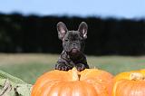 BOULEDOGUE FRANCAIS 130